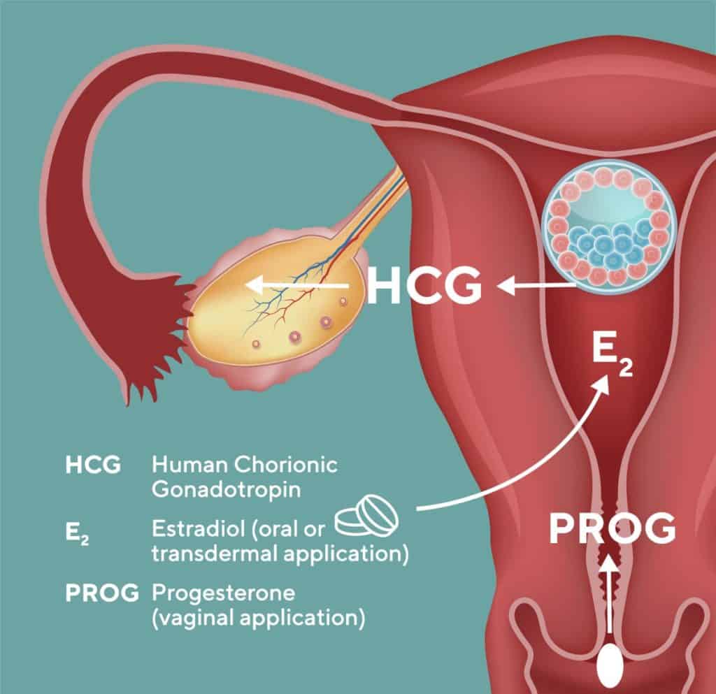 Different embryo-maternal dialogue in the first trimester of egg donation pregnancy