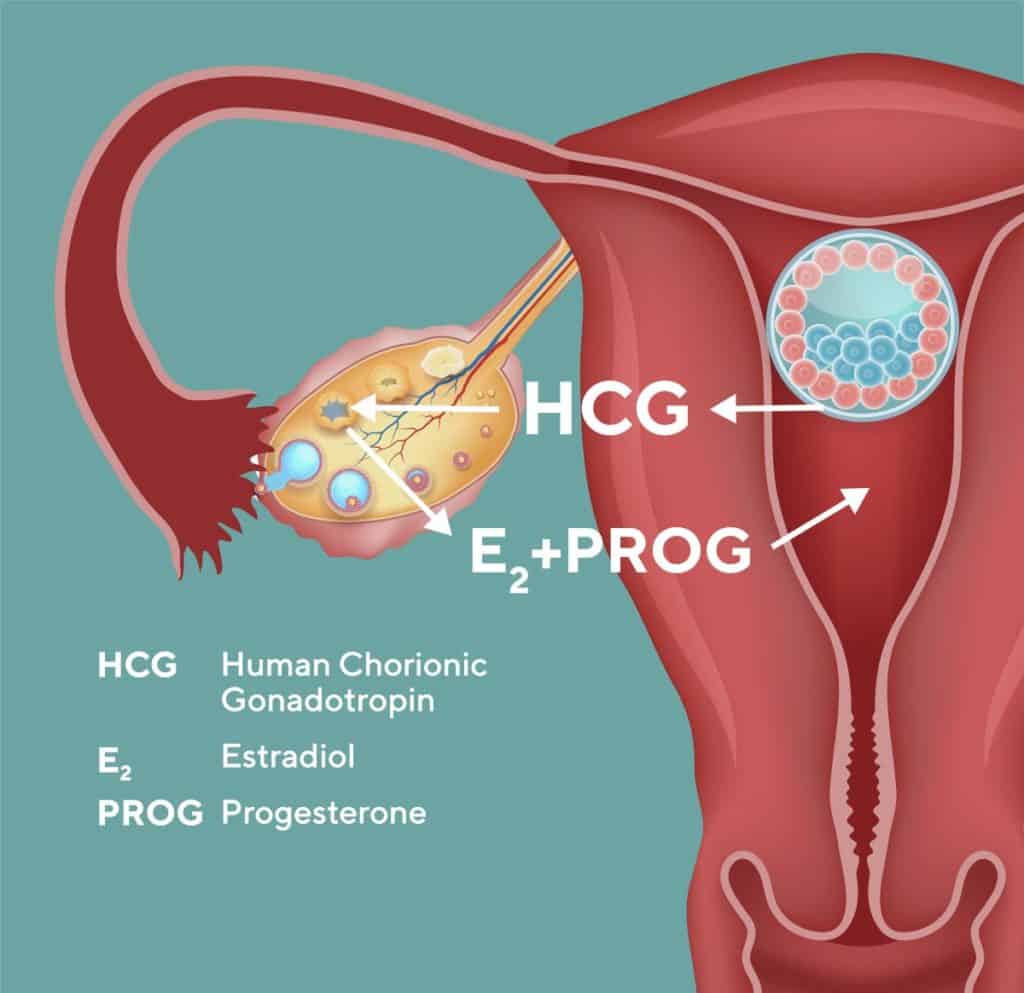 Embryo-maternal dialogue in the first trimester of naturally conceived pregnancy